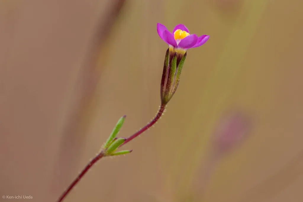 Bolander's Linanthus