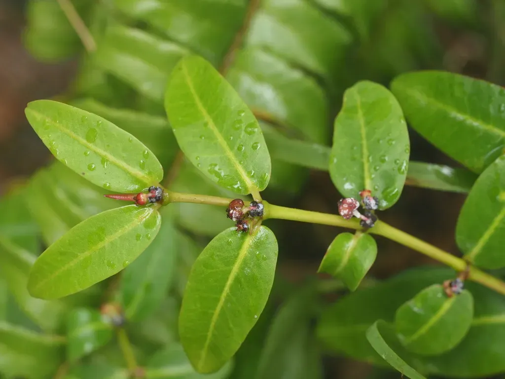 Euphorbia Multiformis