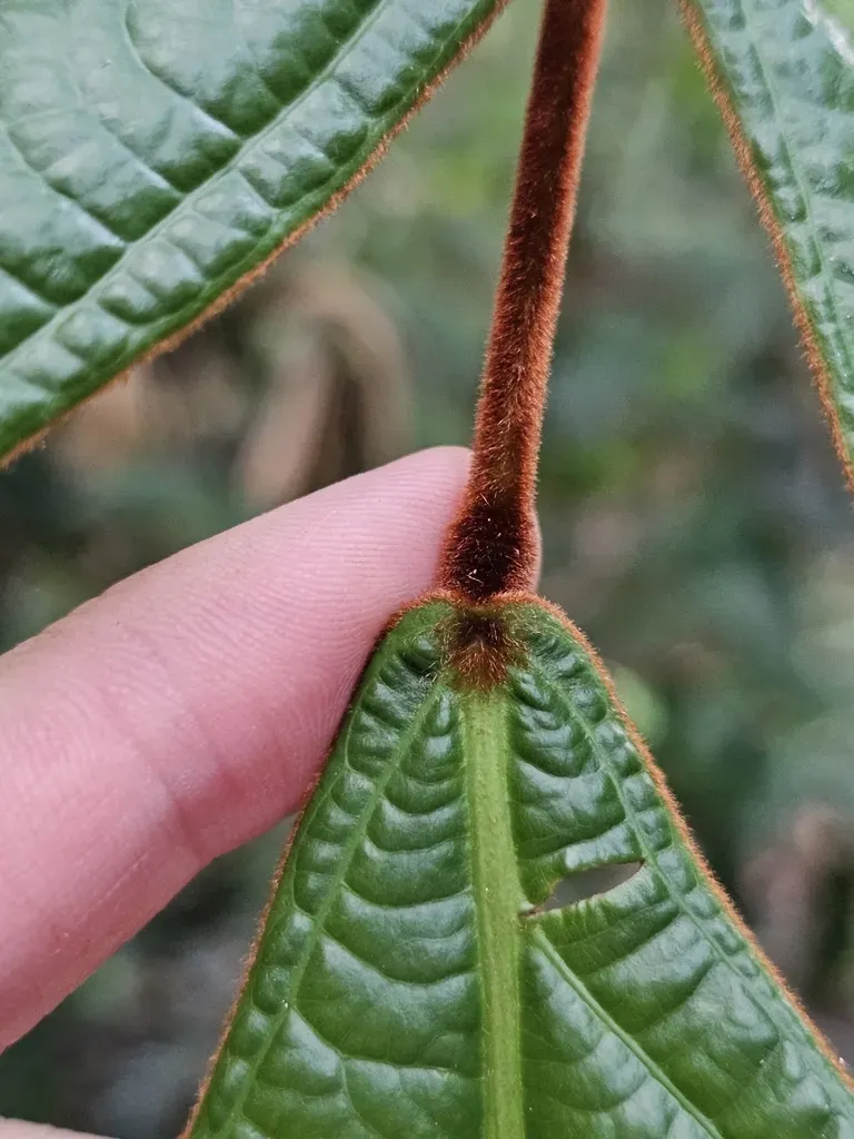Connarus Ferrugineus