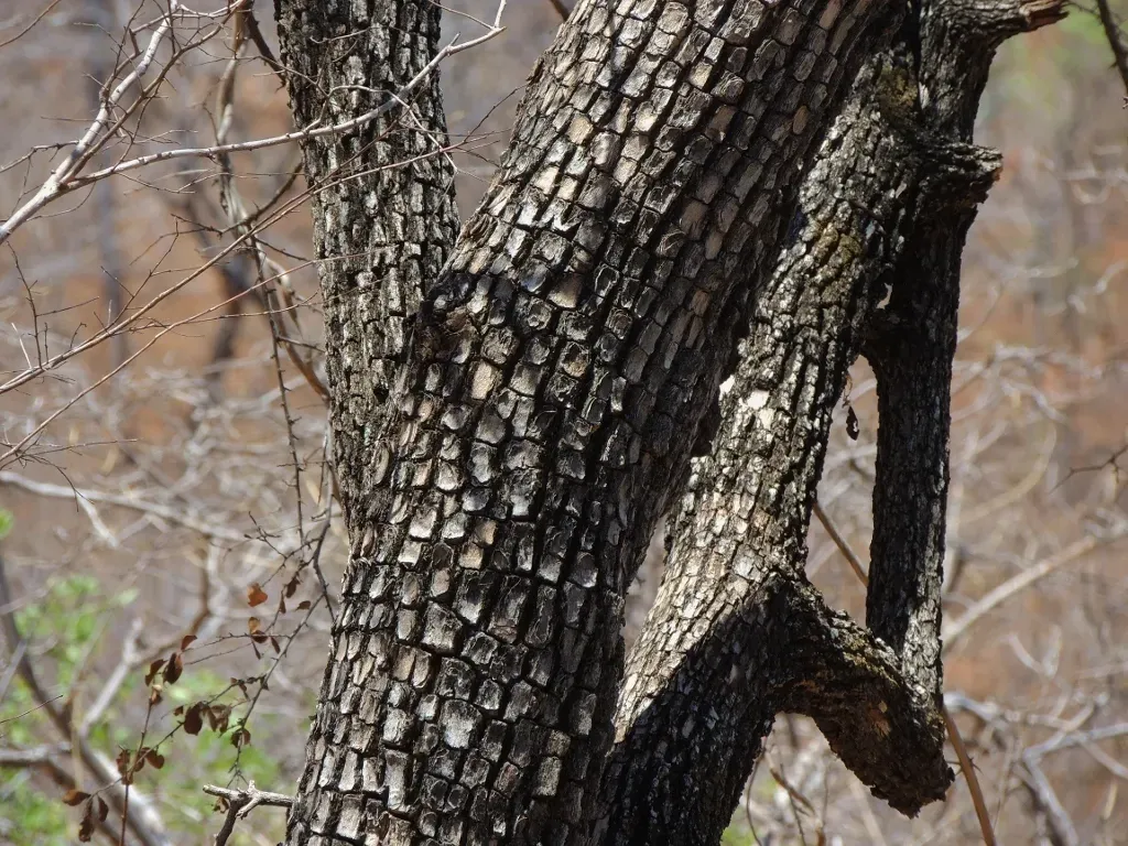 Diospyros Quiloensis