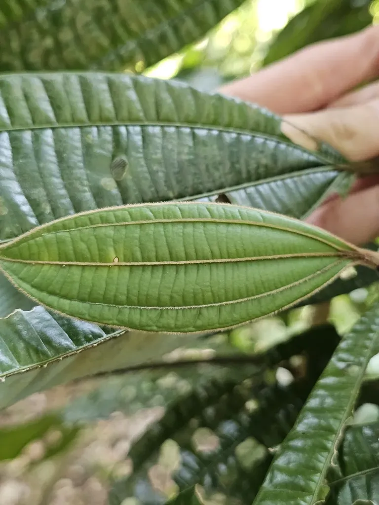 Cinnamomum Javanicum