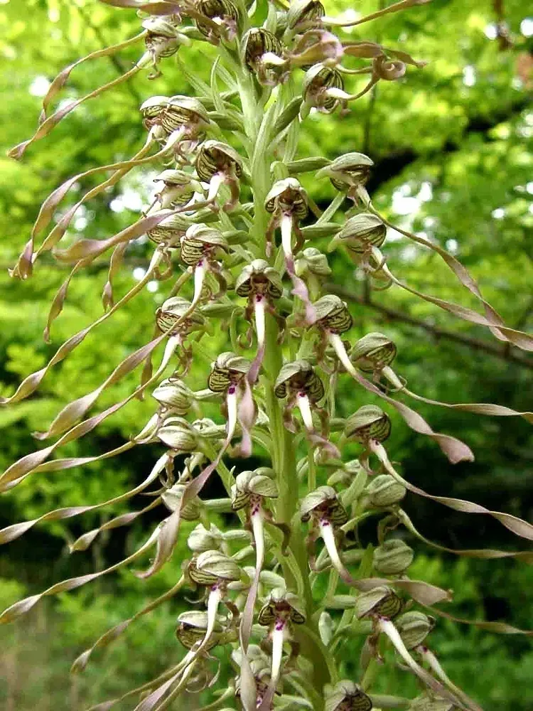 Lizard Orchid