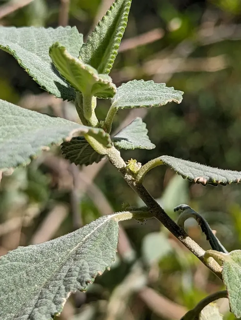 Bernardia Lagunensis