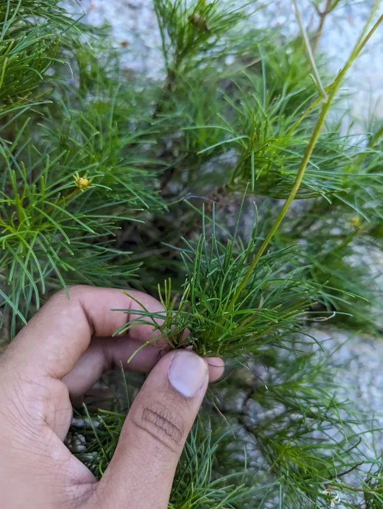 Bidens Nudata