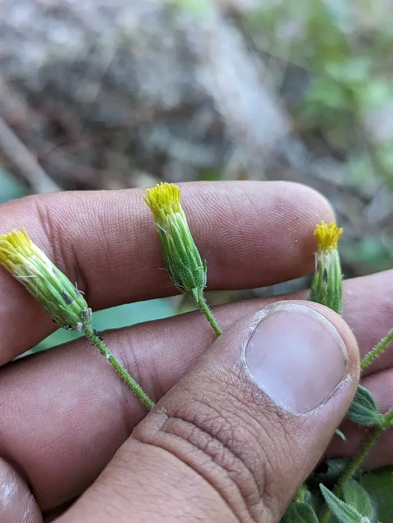 Brickellia Peninsularis