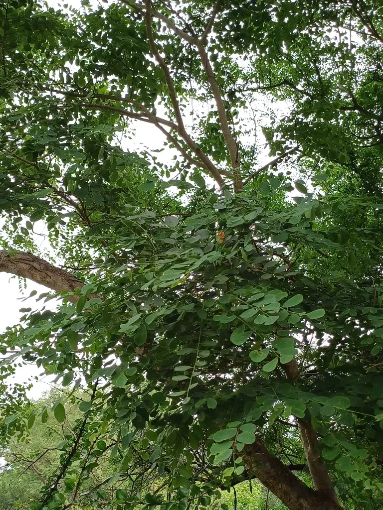 Dalbergia Lanceolaria