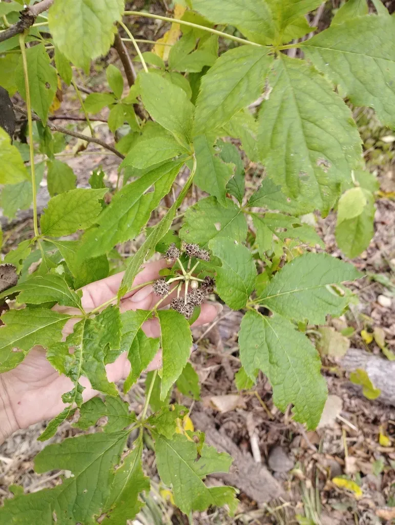 Siberian Ginseng