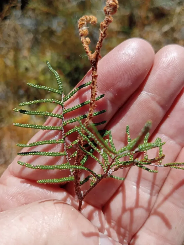 Alpine Coral Fern