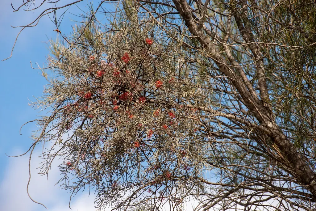 Buloke Mistletoe