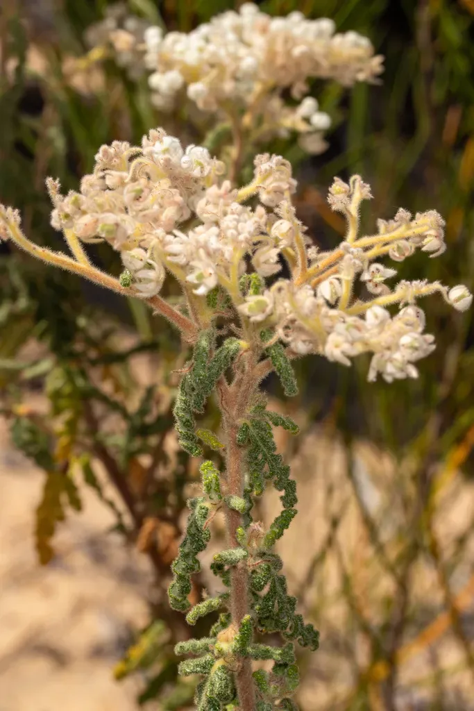 Commersonia Densiflora