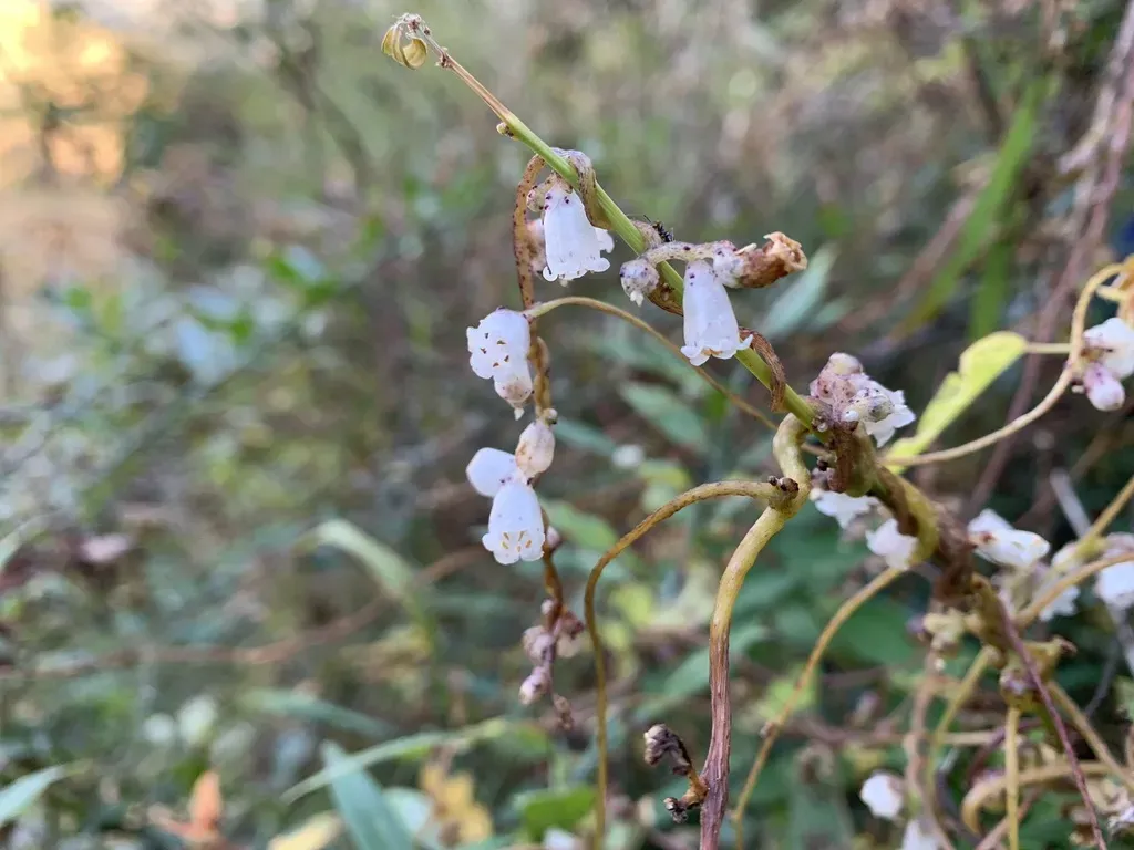 Giant Dodder