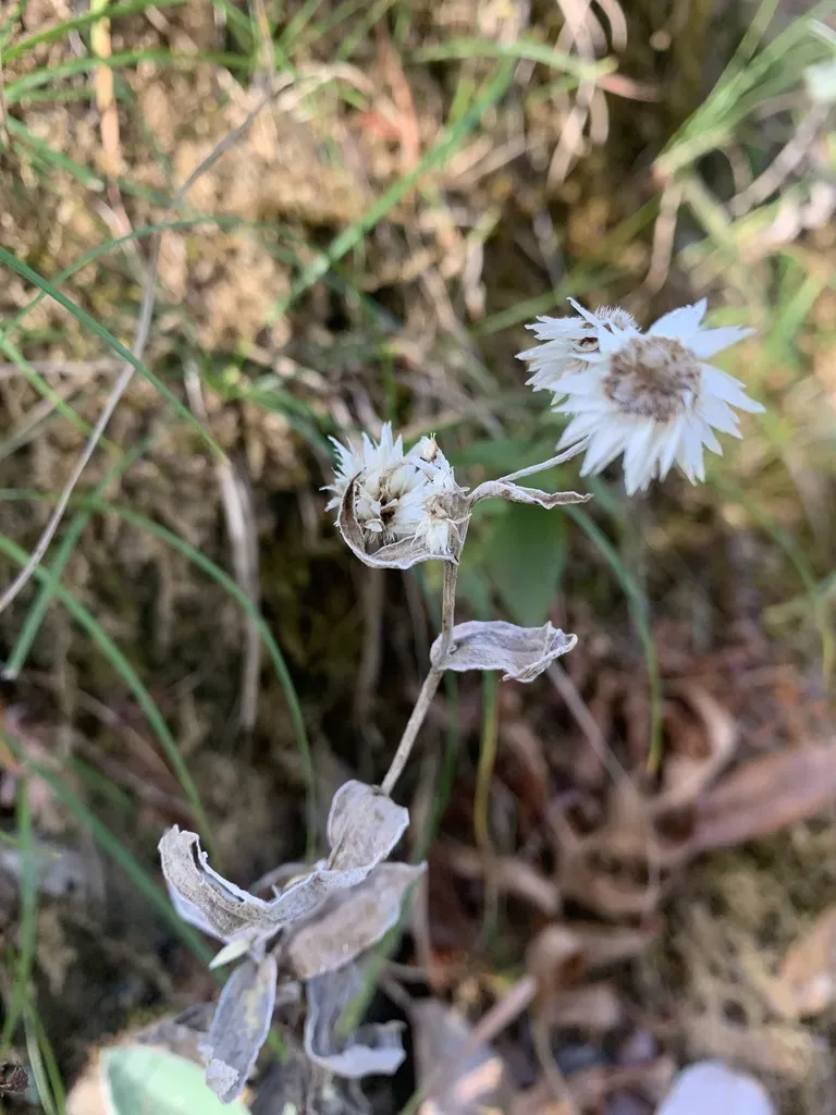 Three-nerved Pearly Everlasting