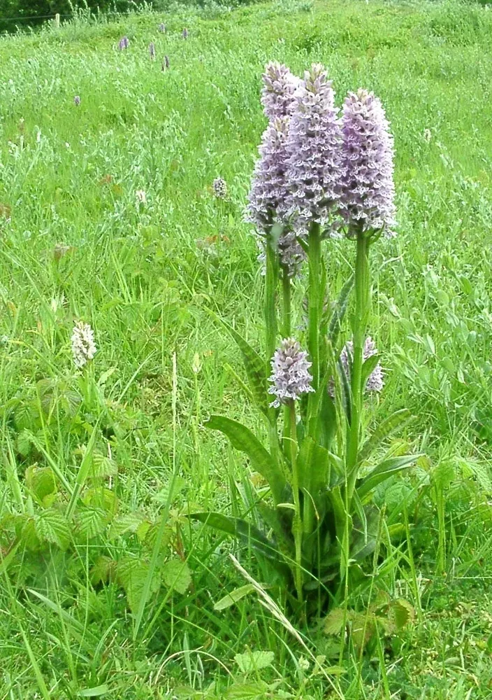 Dactylorhiza × Grandis