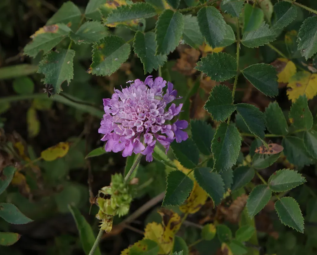 Scabiosa Owerinii