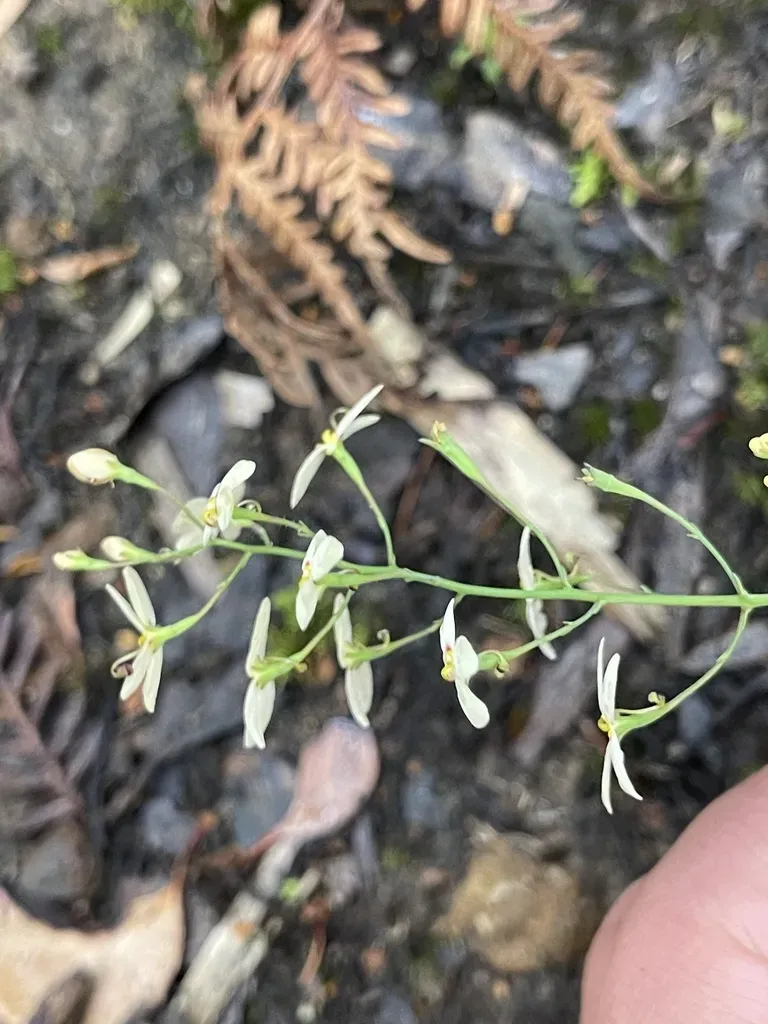 Stylidium Planirosula
