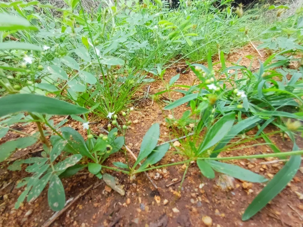 Trigastrotheca Pentaphylla