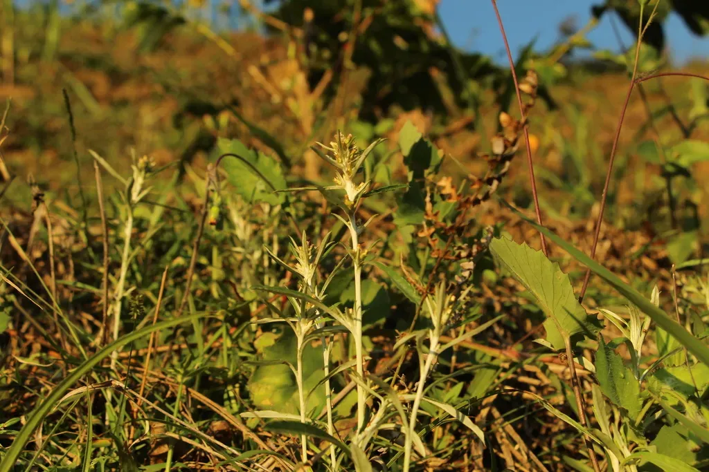 Singlestem Everlasting