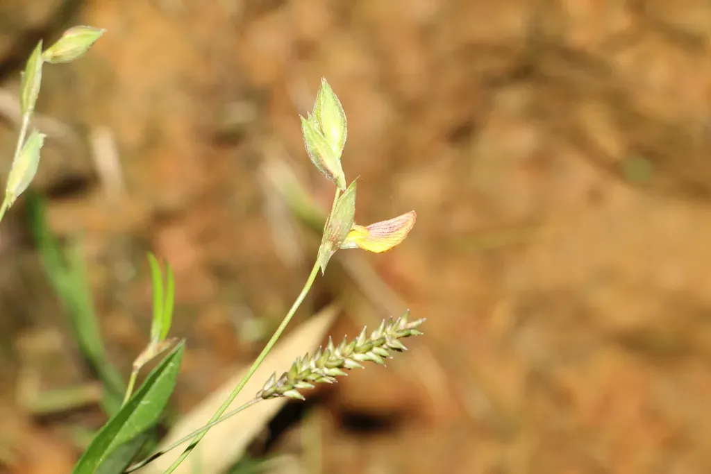 Zornia Diphylla
