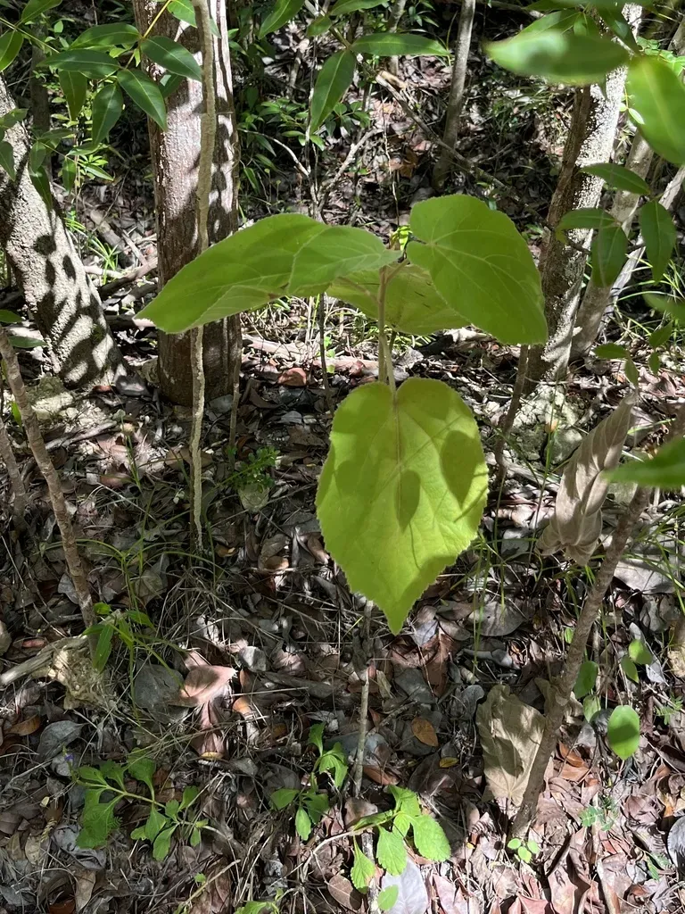 Screwtree
