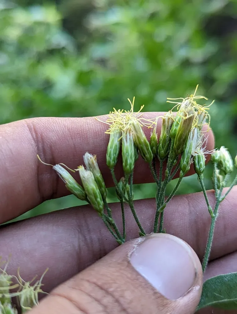 Koanophyllon Peninsulare