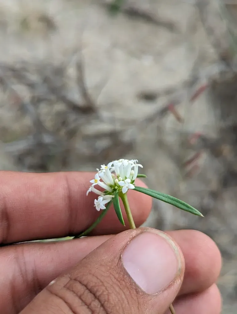 Mitracarpus Glabrescens