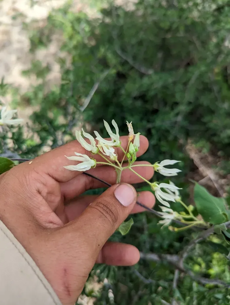 Polystemma Cordifolium