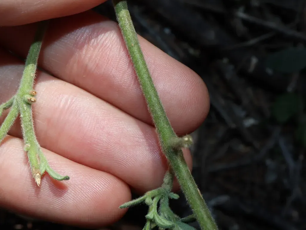 Zieria Cytisoides