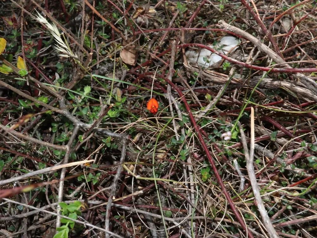 Oxylobium Cordifolium