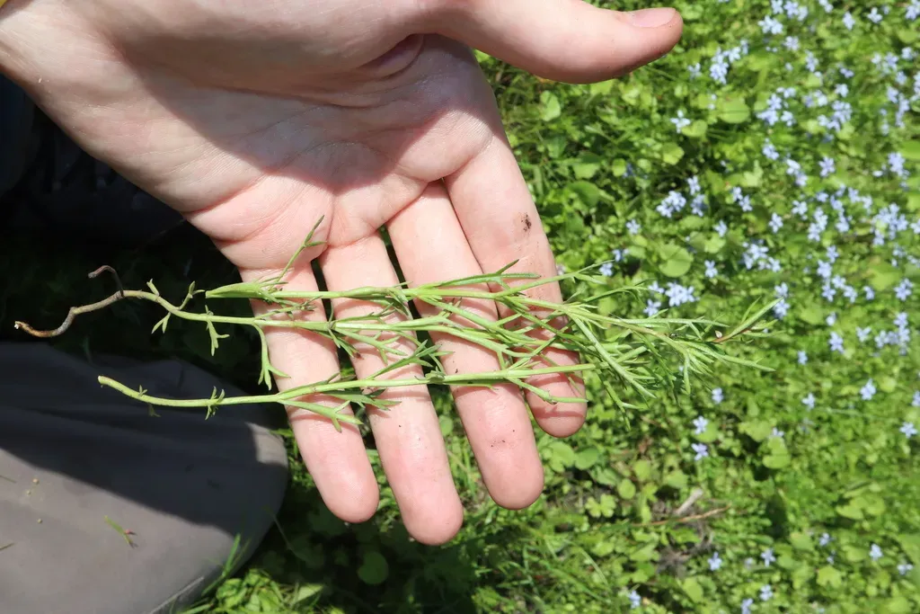 Haloragis Heterophylla