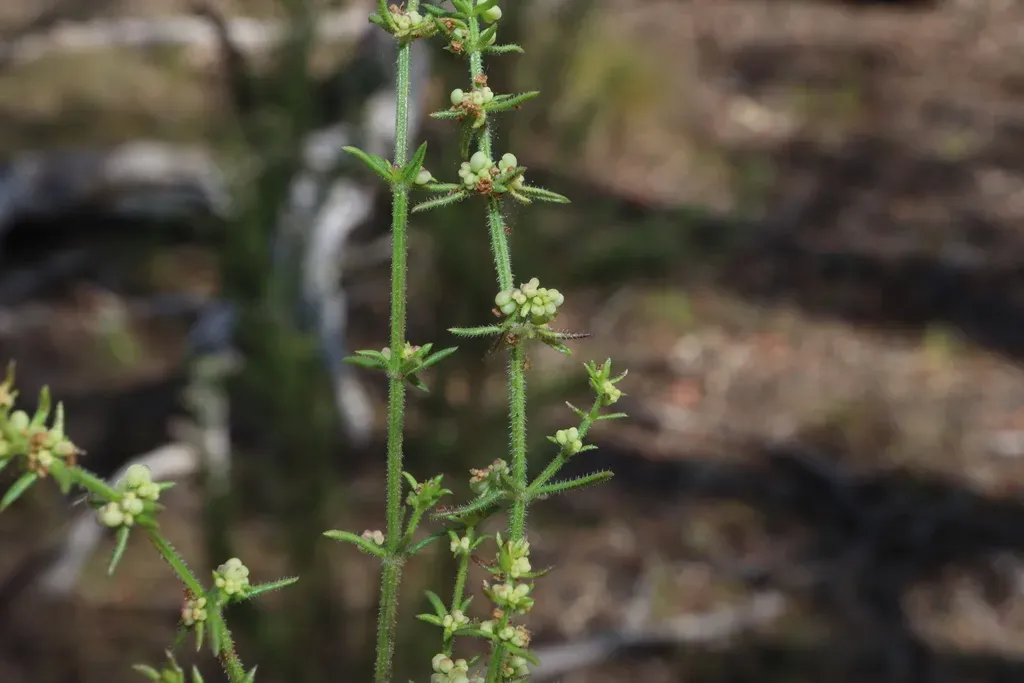 Rough Bedstraw