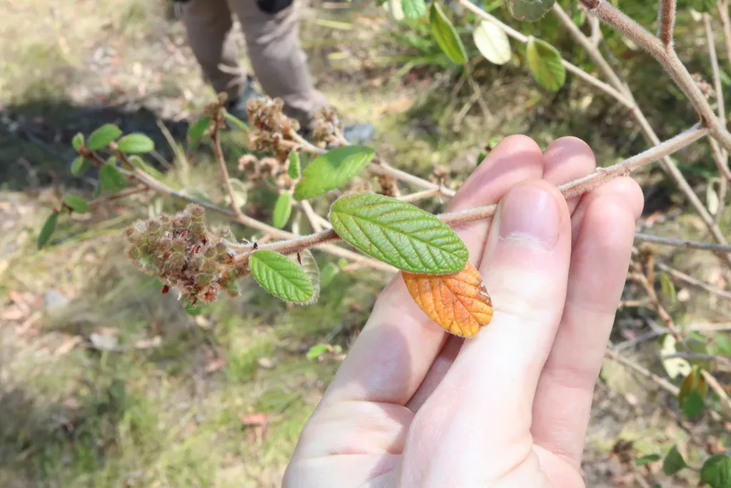 Woolly-headed Pomaderris