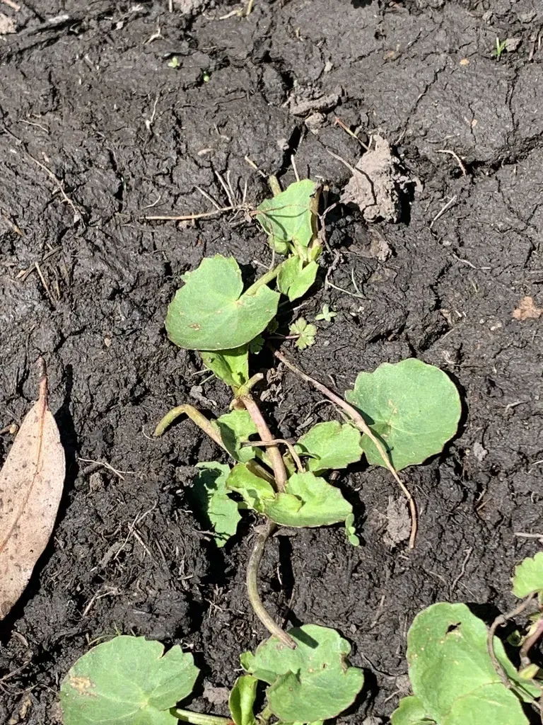 Swamp Pennywort