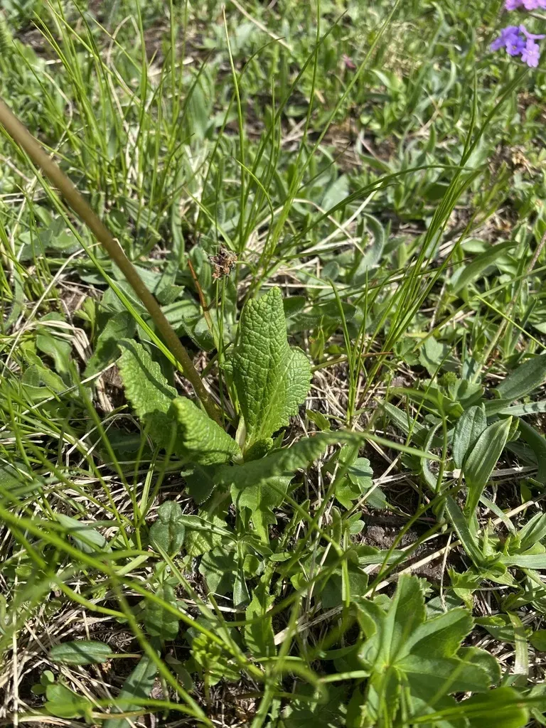 None Widely Documented