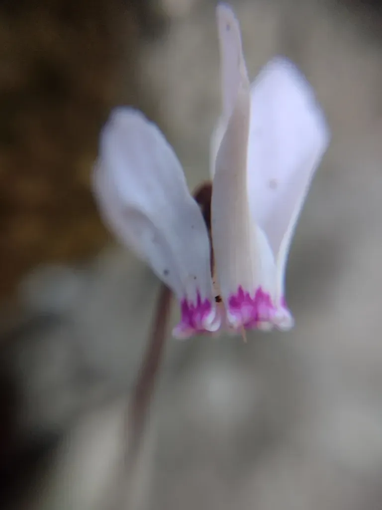 Cyprus Cyclamen
