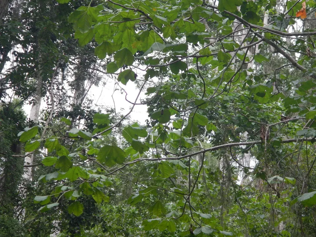 Cnidoscolus Oligandrus