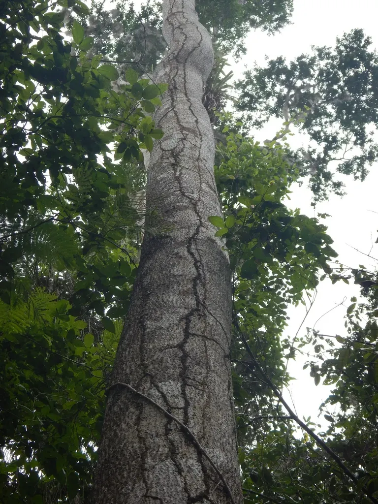 Goniorrhachis Marginata