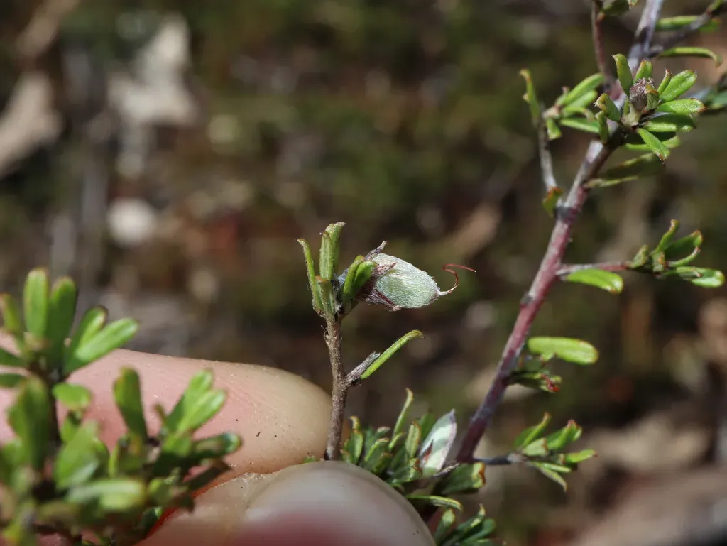 Spreading Bush-pea