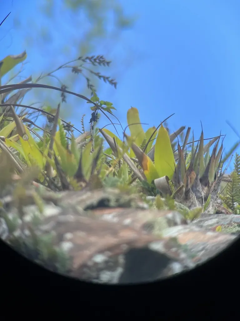 Many-flowered Catopsis