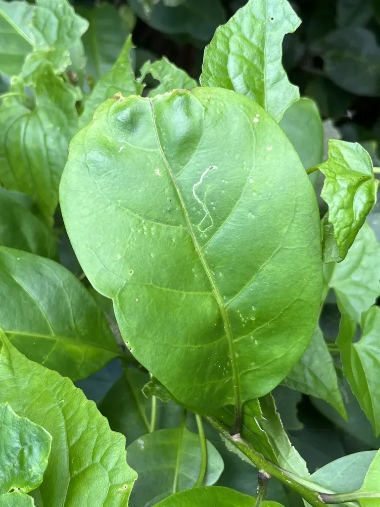 Cestrum Macrophyllum