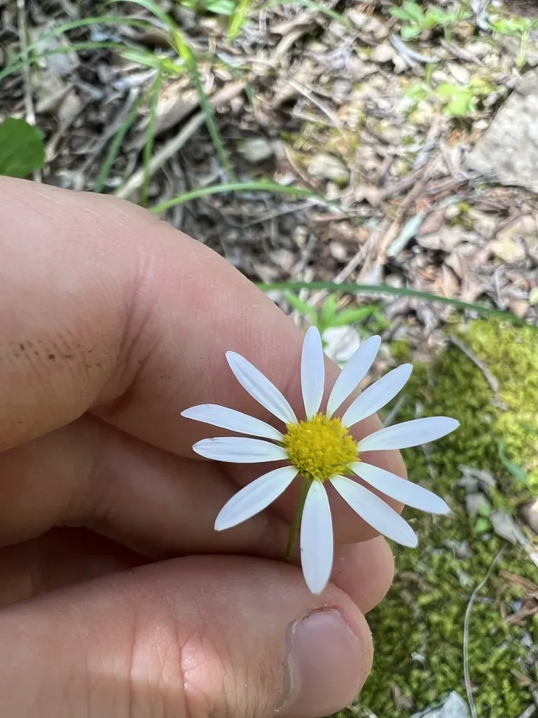 Entireleaf Western Daisy