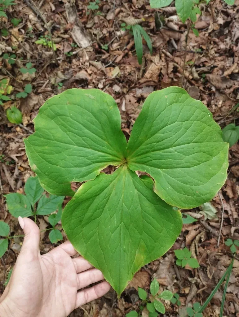 Trillium × Komarovii