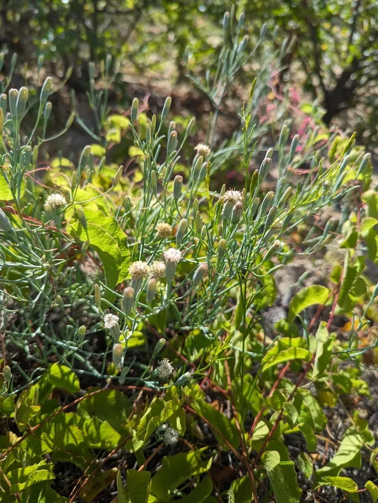 Porophyllum Maritimum