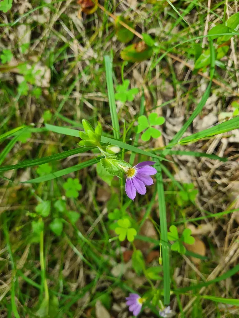 Scaevola Auriculata