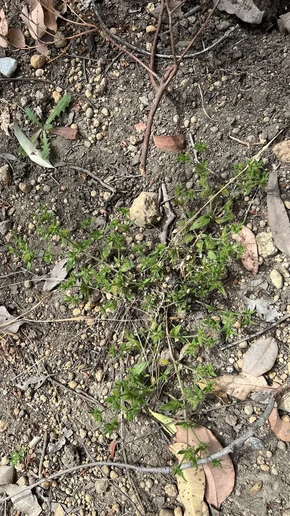 Opercularia Echinocephala