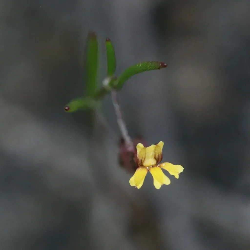 Goodenia Micrantha