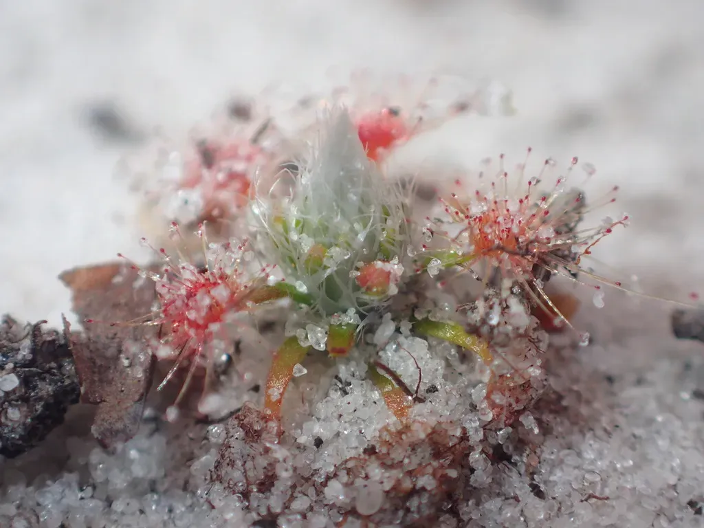 Drosera Trichocaulis