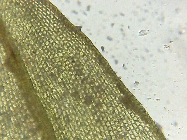 Cuspidate Earth Moss