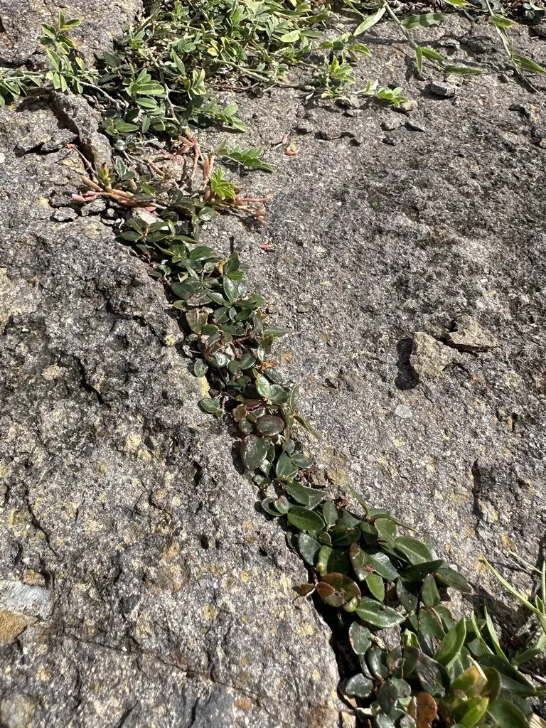 Alternanthera Geniculata