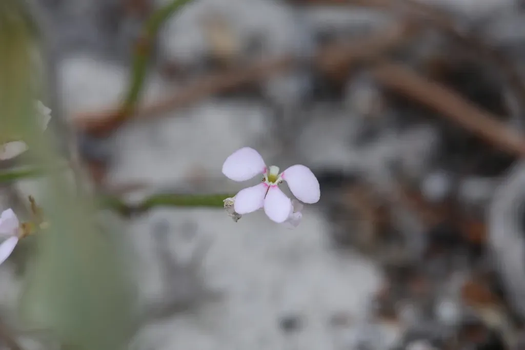 Stylidium Preissii