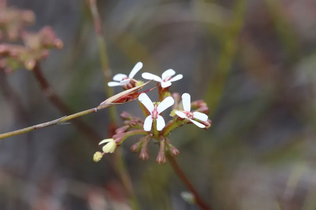 Stylidium Corymbosum